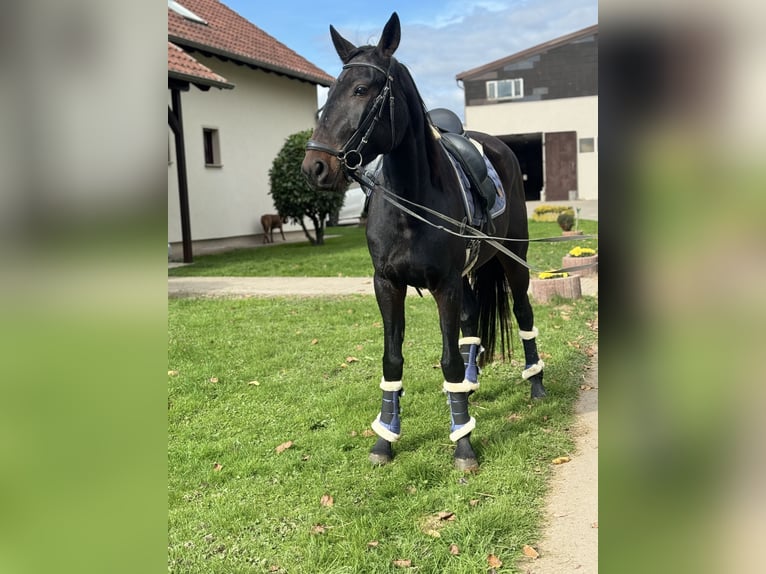 Weitere Warmblüter Stute 4 Jahre 160 cm Rappe in Saarbr&#xFC;cken