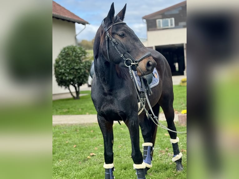 Weitere Warmblüter Stute 4 Jahre 160 cm Rappe in Saarbr&#xFC;cken
