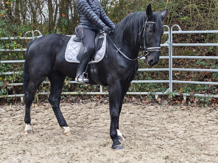 Weitere Warmblüter Stute 4 Jahre 162 cm Rappe in H&#xFC;nstetten