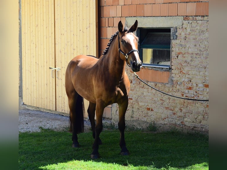 Weitere Warmblüter Stute 4 Jahre 163 cm Brauner in Wellheim