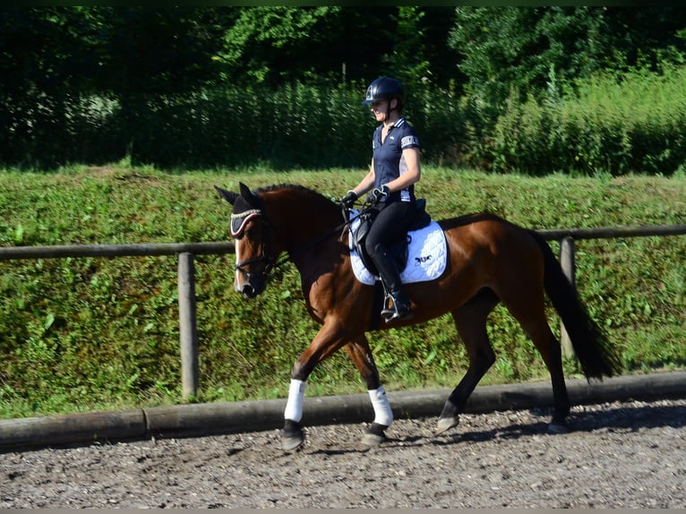 Weitere Warmblüter Stute 4 Jahre 163 cm Brauner in Wellheim