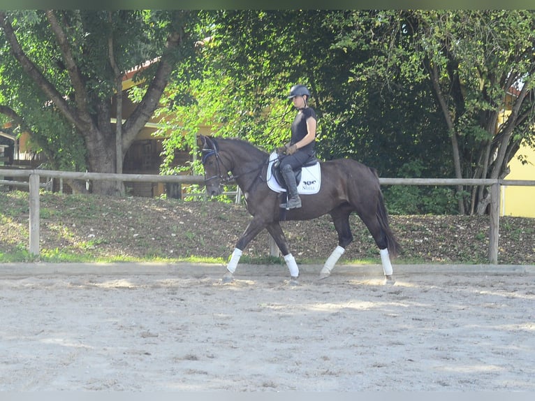 Weitere Warmblüter Stute 4 Jahre 163 cm Dunkelfuchs in Wellheim