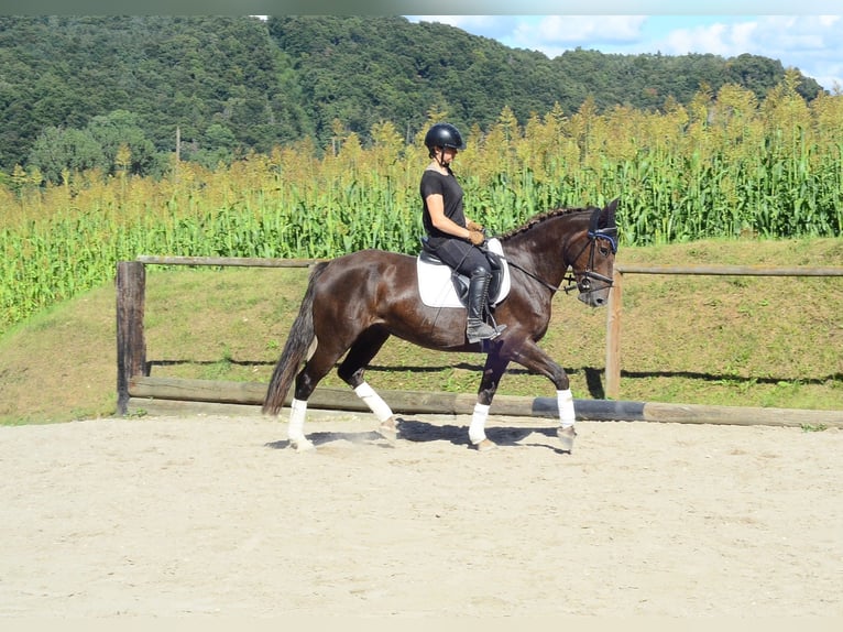 Weitere Warmblüter Stute 4 Jahre 163 cm Dunkelfuchs in Wellheim