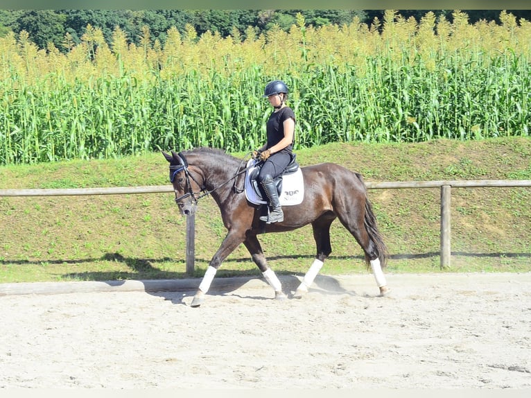 Weitere Warmblüter Stute 4 Jahre 163 cm Dunkelfuchs in Wellheim