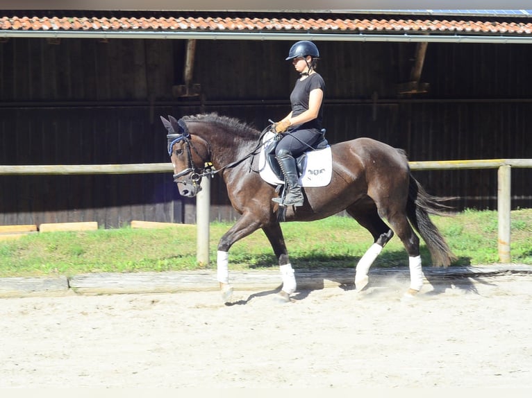 Weitere Warmblüter Stute 4 Jahre 163 cm Dunkelfuchs in Wellheim