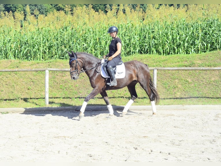 Weitere Warmblüter Stute 4 Jahre 163 cm Dunkelfuchs in Wellheim