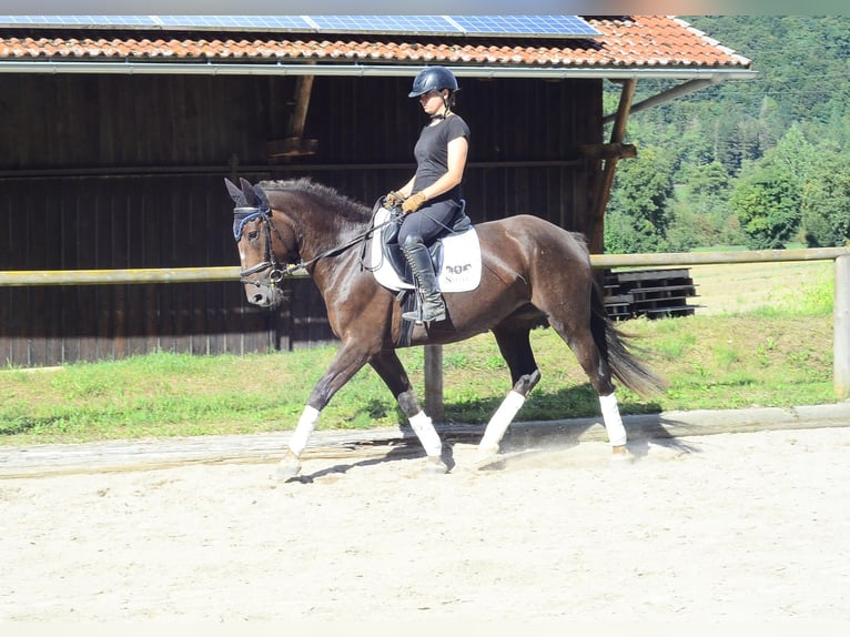 Weitere Warmblüter Stute 4 Jahre 163 cm Dunkelfuchs in Wellheim