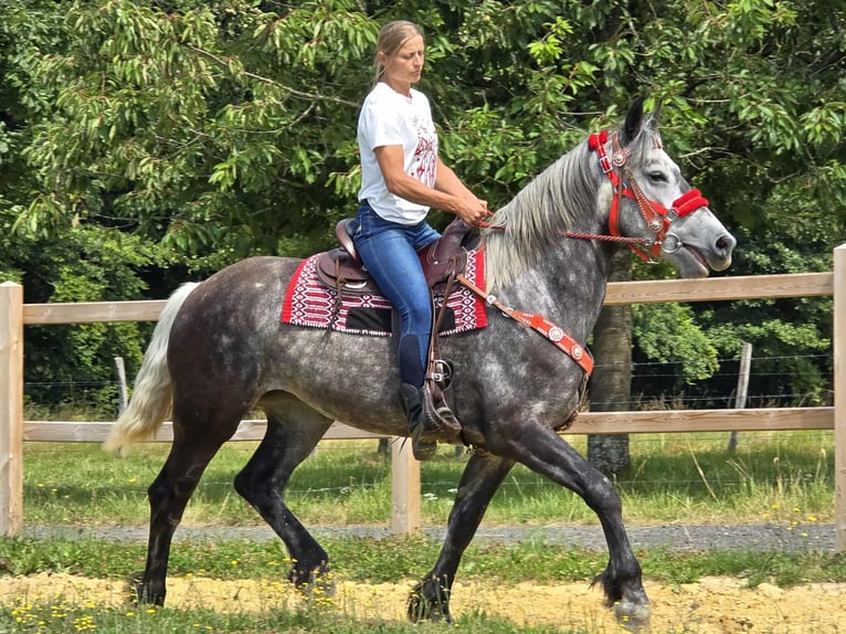 Weitere Warmblüter Stute 4 Jahre 164 cm Apfelschimmel in Linkenbach
