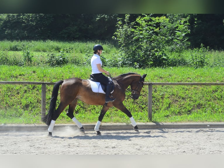 Weitere Warmblüter Stute 4 Jahre 164 cm Brauner in Wellheim