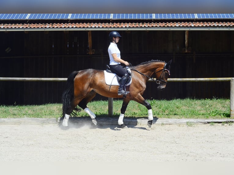 Weitere Warmblüter Stute 4 Jahre 164 cm Brauner in Wellheim