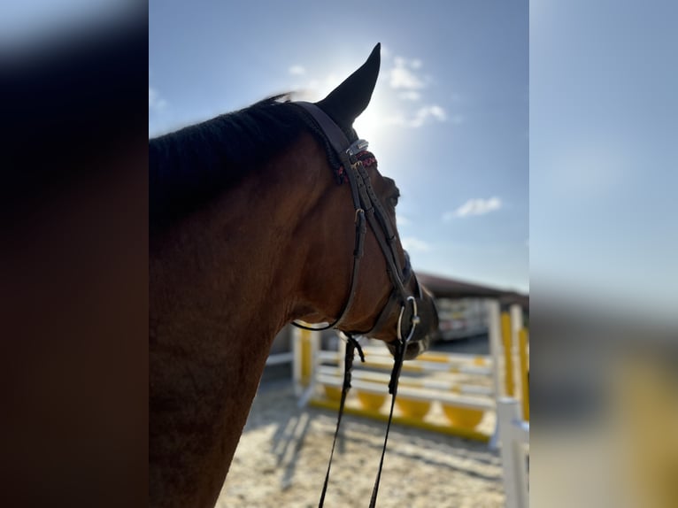 Weitere Warmblüter Stute 4 Jahre 164 cm Brauner in Erharting