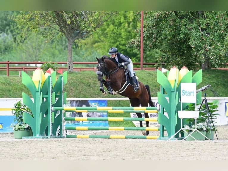 Weitere Warmblüter Stute 4 Jahre 164 cm Rappe in Enzesfeld-Lindabrunn
