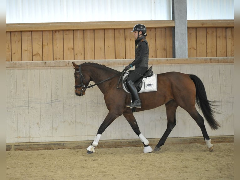 Weitere Warmblüter Stute 4 Jahre 165 cm Brauner in Wellheim