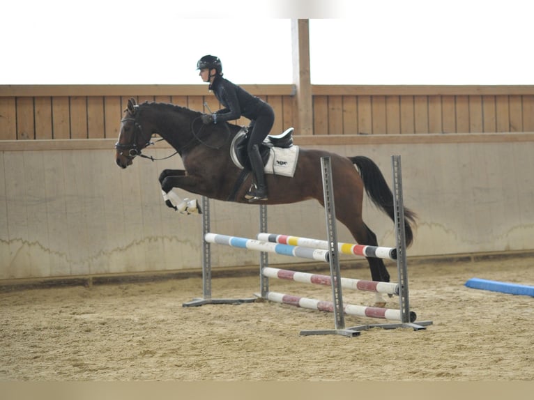 Weitere Warmblüter Stute 4 Jahre 165 cm Brauner in Wellheim