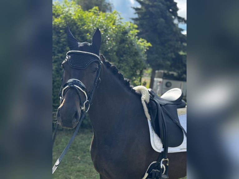 Weitere Warmblüter Stute 4 Jahre 165 cm Schwarzbrauner in Siegen