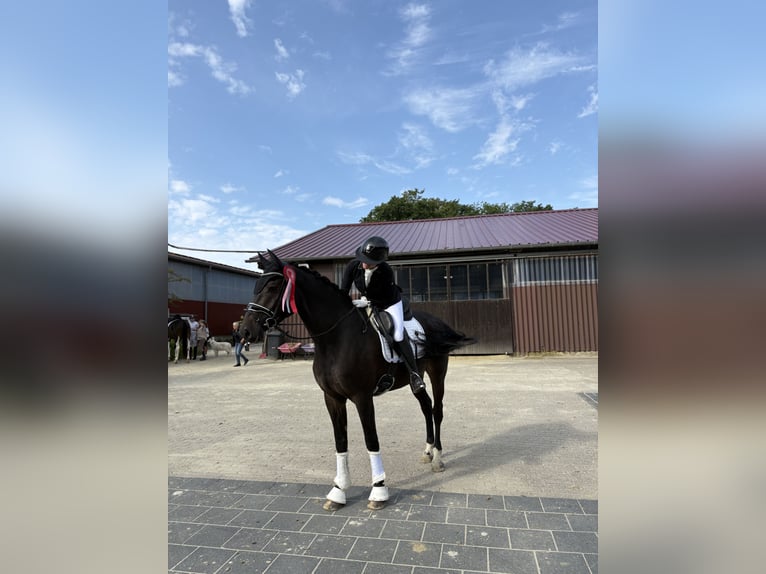 Weitere Warmblüter Stute 4 Jahre 165 cm Schwarzbrauner in Siegen