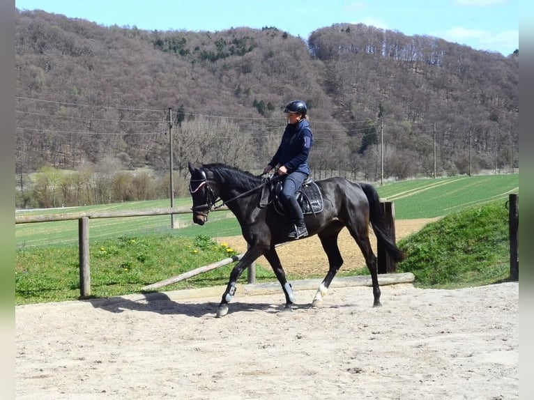 Weitere Warmblüter Stute 4 Jahre 165 cm Schwarzbrauner in Wellheim