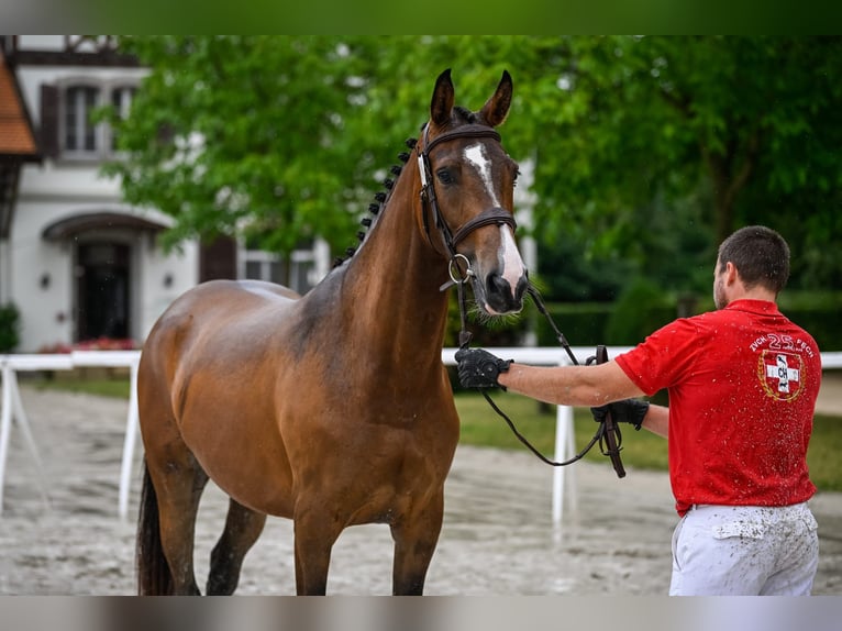 Weitere Warmblüter Stute 4 Jahre 166 cm Brauner in Schwarzenburg