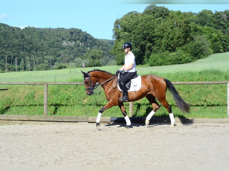 Weitere Warmblüter Stute 4 Jahre 166 cm Brauner in Wellheim