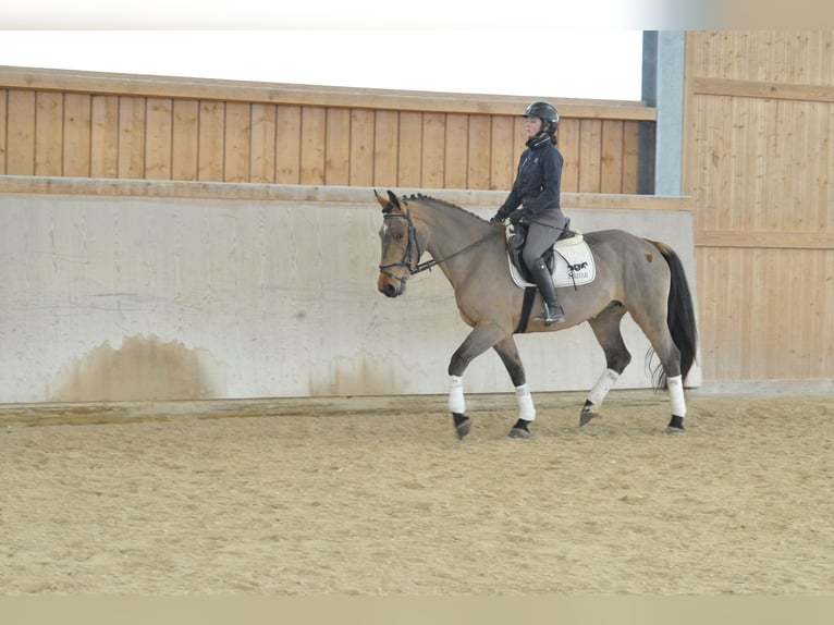 Weitere Warmblüter Stute 4 Jahre 167 cm Brauner in Wellheim