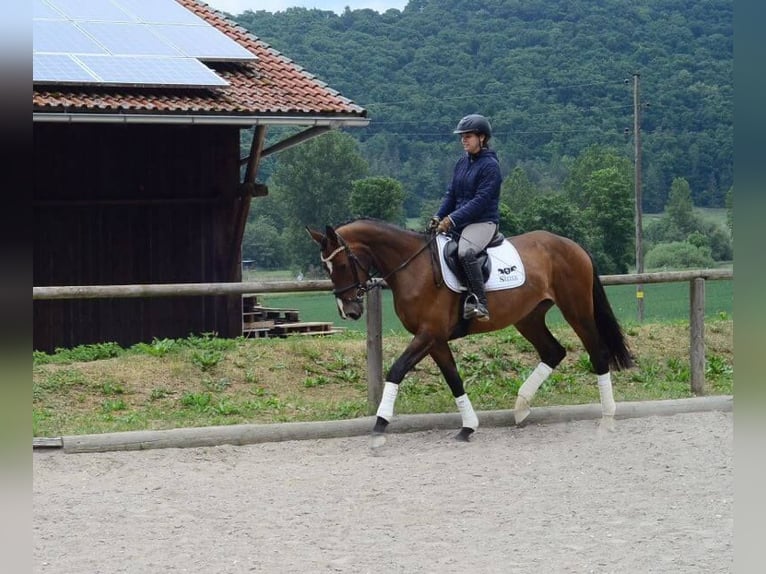 Weitere Warmblüter Stute 4 Jahre 167 cm Brauner in Wellheim