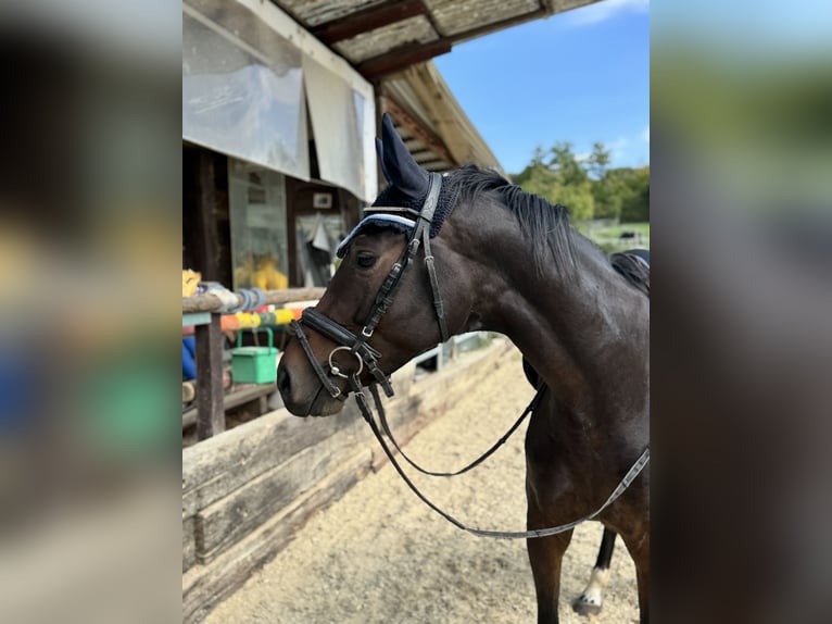 Weitere Warmblüter Stute 4 Jahre 167 cm Dunkelbrauner in Adliswil