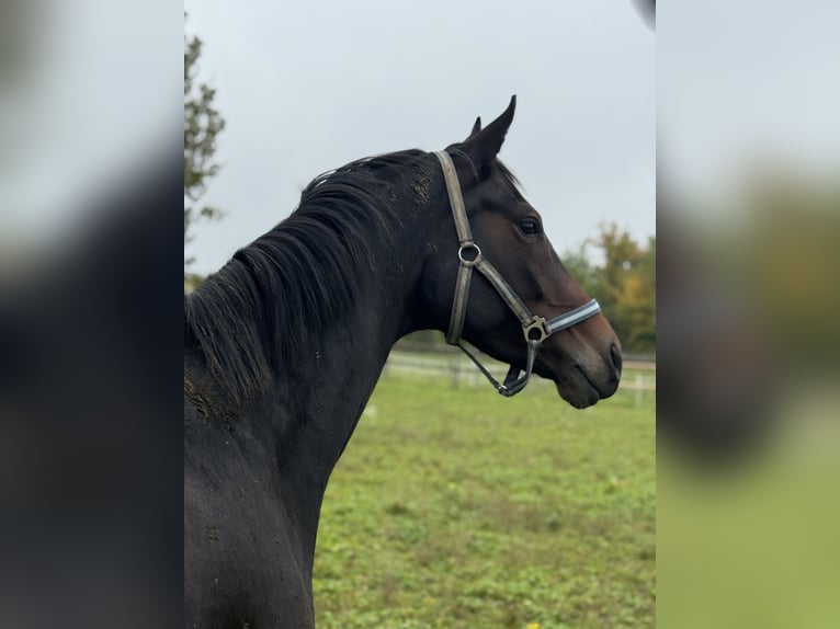 Weitere Warmblüter Stute 4 Jahre 167 cm Dunkelbrauner in Adliswil