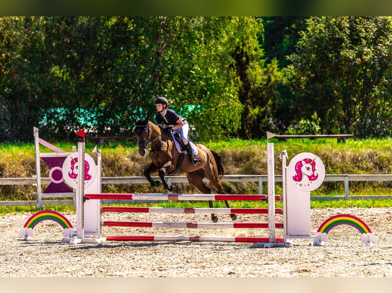 Weitere Warmblüter Stute 4 Jahre 167 cm Schimmel in Międzyłęż