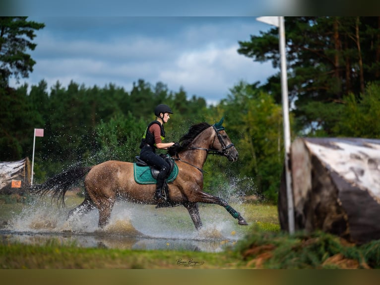 Weitere Warmblüter Stute 4 Jahre 167 cm Schimmel in Międzyłęż