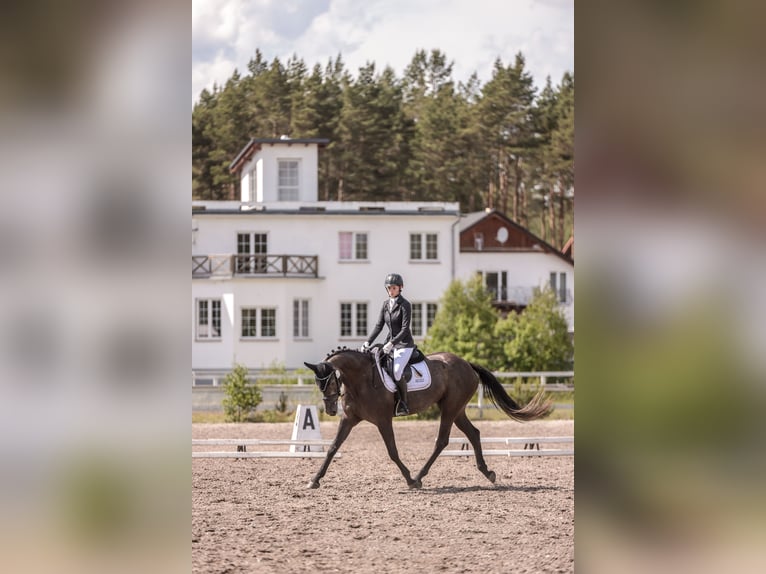 Weitere Warmblüter Stute 4 Jahre 167 cm Schimmel in Międzyłęż