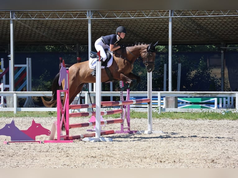 Weitere Warmblüter Stute 4 Jahre 167 cm Schimmel in Międzyłęż