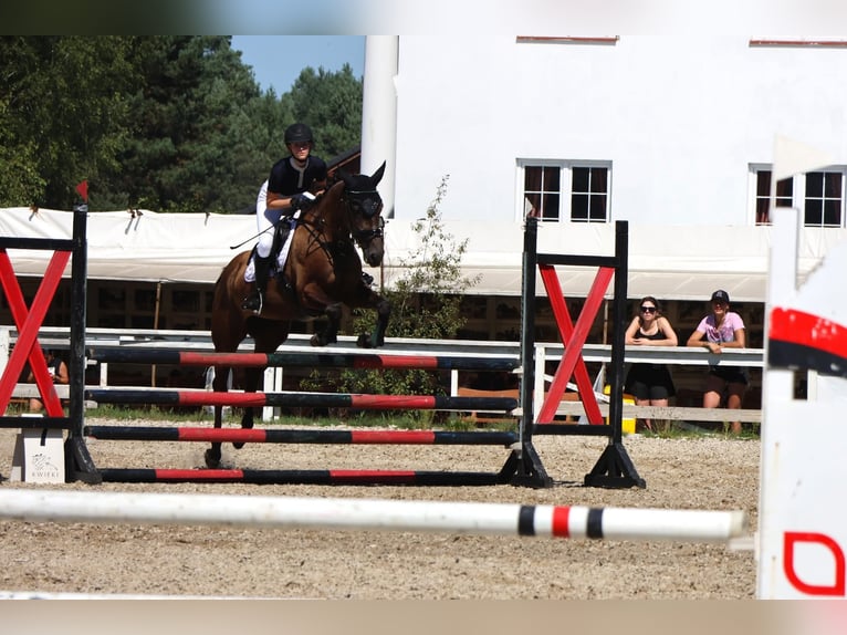 Weitere Warmblüter Stute 4 Jahre 167 cm Schimmel in Międzyłęż