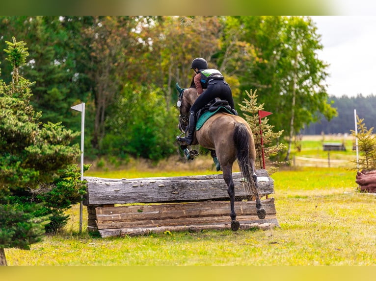 Weitere Warmblüter Stute 4 Jahre 167 cm Schimmel in Międzyłęż