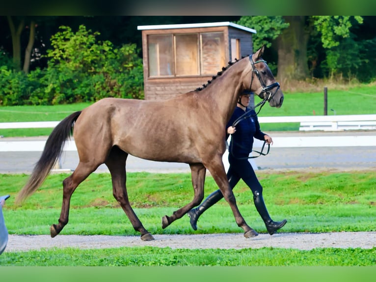 Weitere Warmblüter Stute 4 Jahre 167 cm Schimmel in Międzyłęż