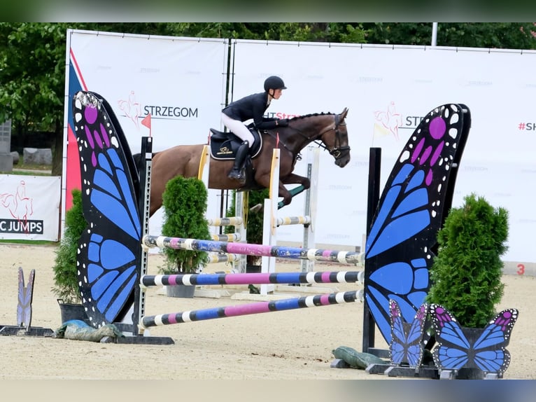 Weitere Warmblüter Stute 4 Jahre 167 cm Schimmel in Międzyłęż