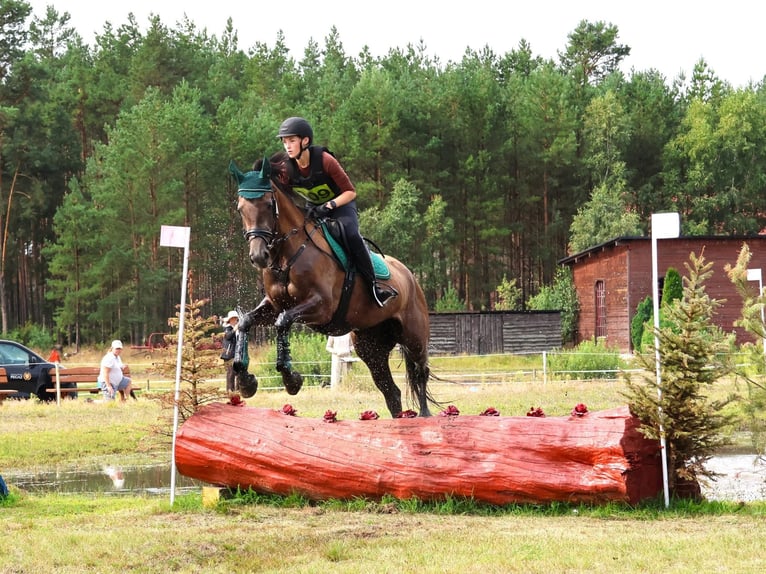 Weitere Warmblüter Stute 4 Jahre 167 cm Schimmel in Międzyłęż