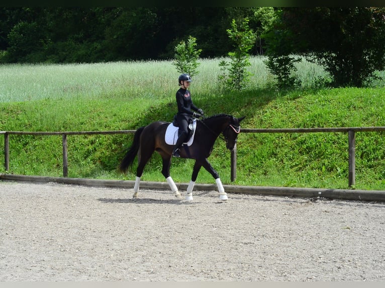 Weitere Warmblüter Stute 4 Jahre 167 cm Schwarzbrauner in Wellheim