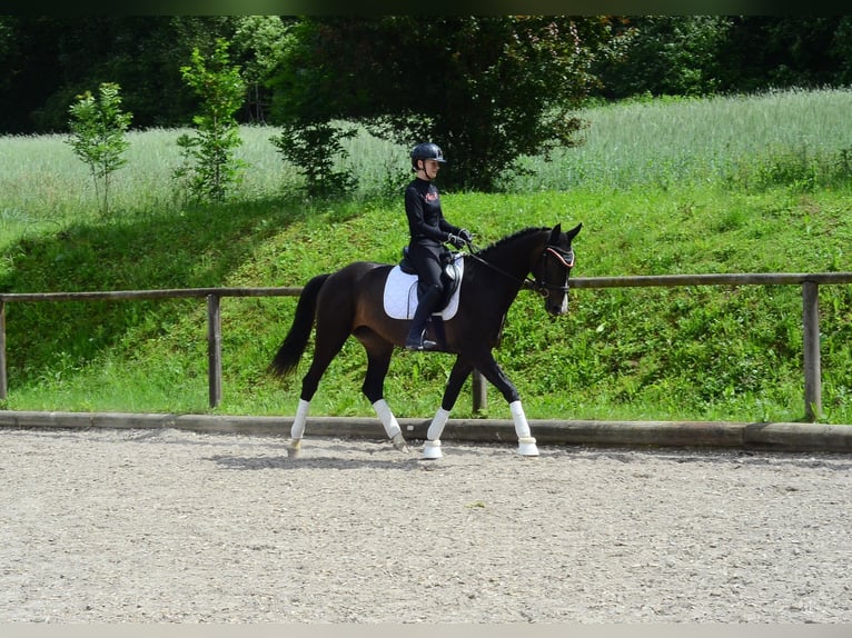 Weitere Warmblüter Stute 4 Jahre 167 cm Schwarzbrauner in Wellheim