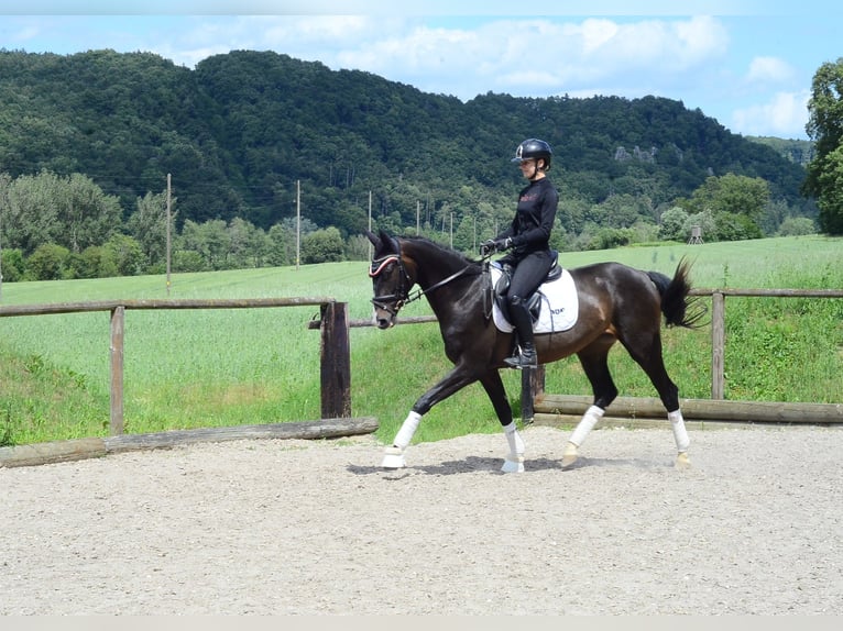 Weitere Warmblüter Stute 4 Jahre 167 cm Schwarzbrauner in Wellheim