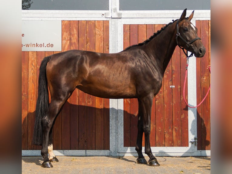 Weitere Warmblüter Stute 4 Jahre 168 cm in Dorsten