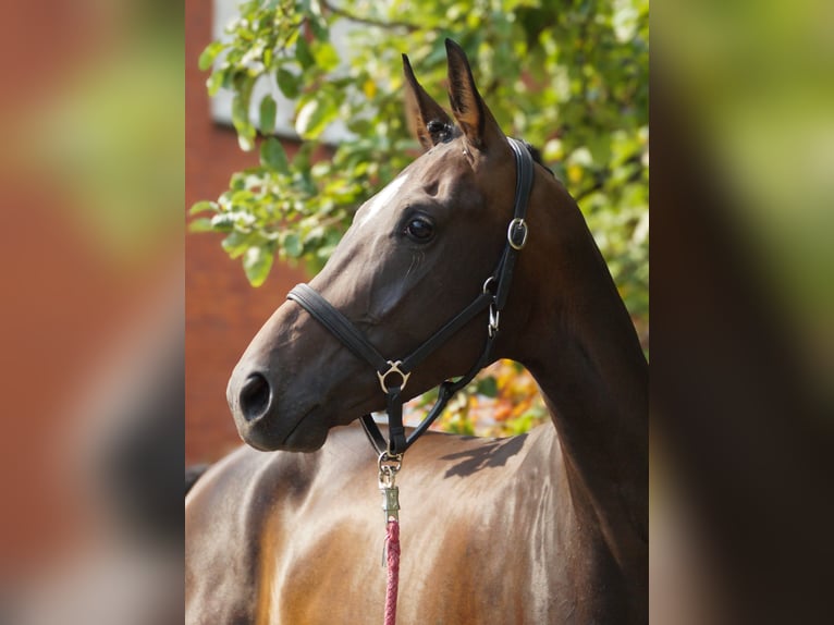 Weitere Warmblüter Stute 4 Jahre 168 cm in Dorsten