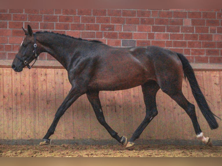 Weitere Warmblüter Stute 4 Jahre 168 cm in Dorsten
