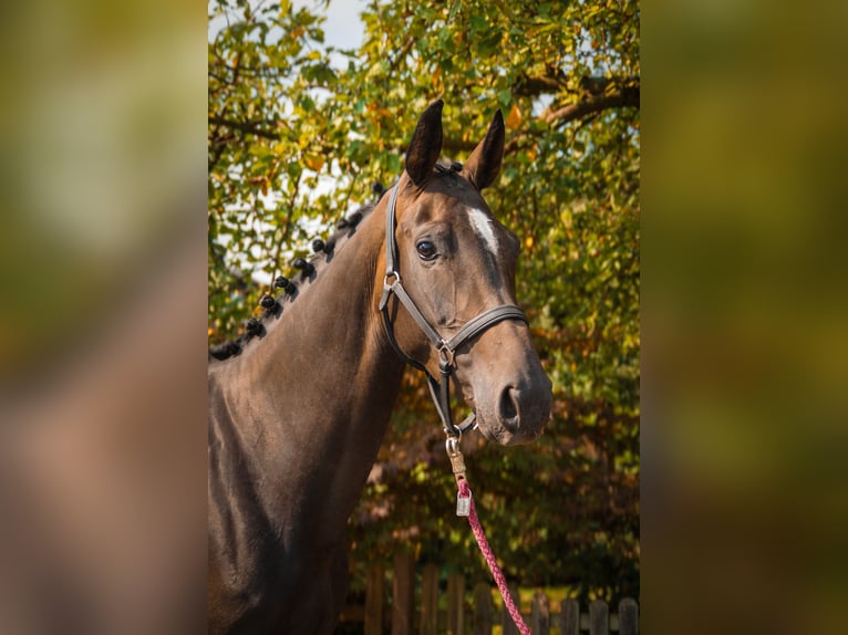 Weitere Warmblüter Stute 4 Jahre 168 cm in Dorsten