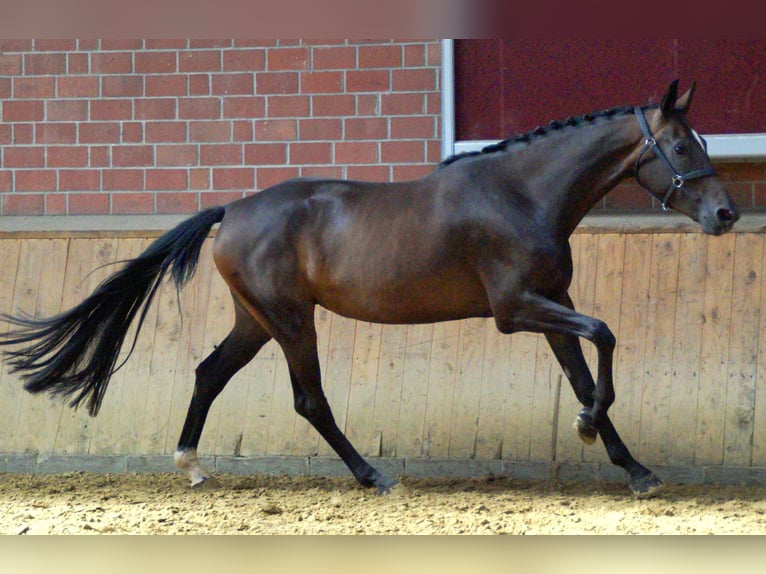 Weitere Warmblüter Stute 4 Jahre 168 cm in Dorsten