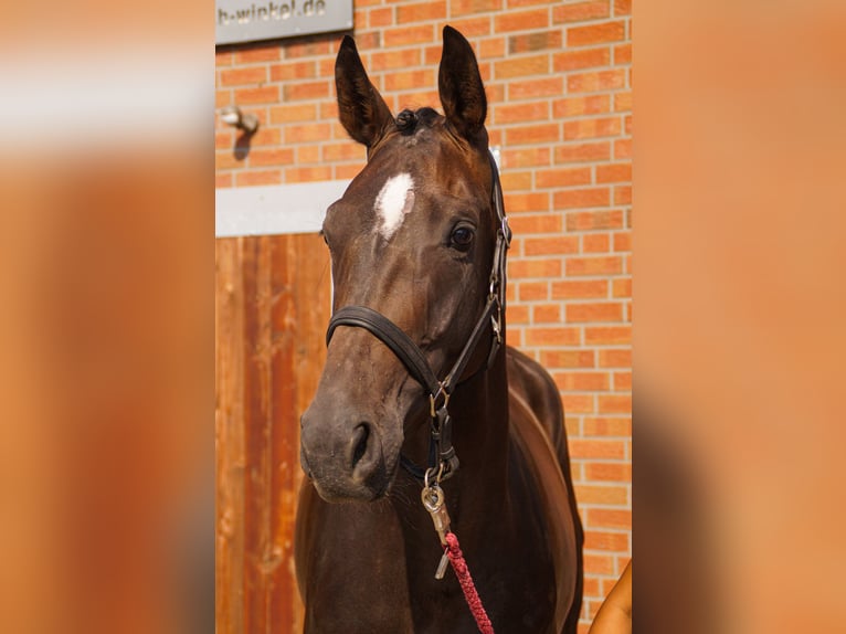 Weitere Warmblüter Stute 4 Jahre 168 cm in Dorsten