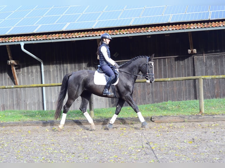 Weitere Warmblüter Stute 4 Jahre 168 cm Rappe in Wellheim