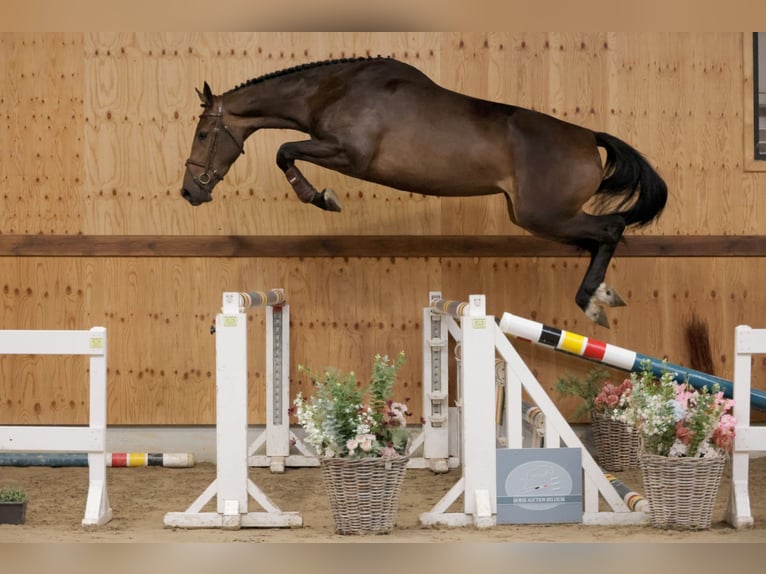 Weitere Warmblüter Stute 4 Jahre 169 cm Brauner in Kinrooi