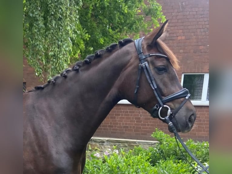 Weitere Warmblüter Stute 4 Jahre 170 cm Dunkelfuchs in Hopsten