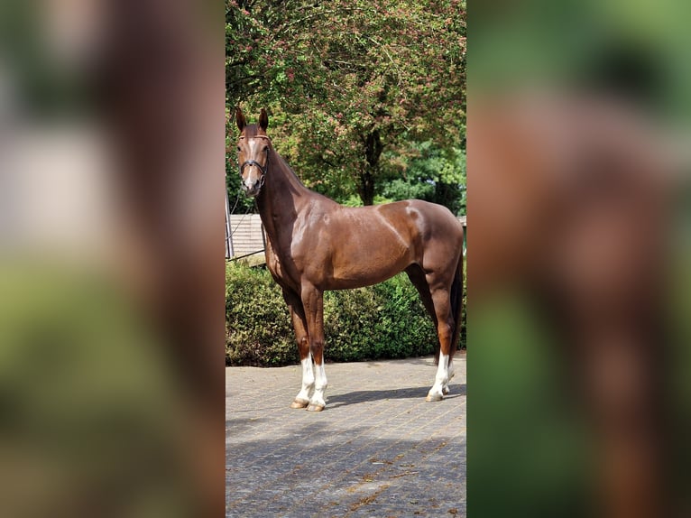Weitere Warmblüter Stute 4 Jahre 170 cm Dunkelfuchs in Warendorf