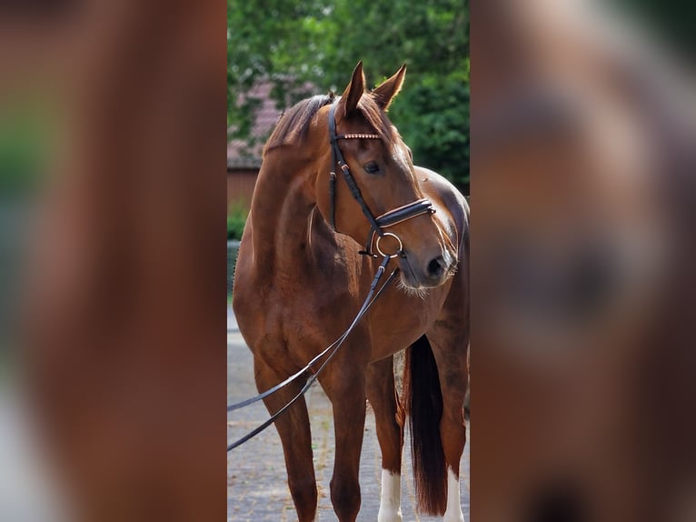 Weitere Warmblüter Stute 4 Jahre 170 cm Dunkelfuchs in Warendorf
